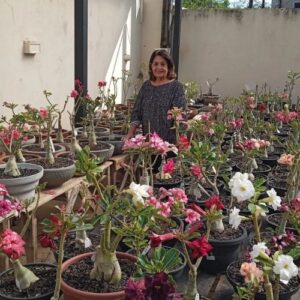 Rosa do Deserto