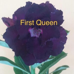 Rosa do Deserto (First Queen)
