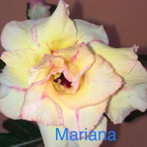 Rosa do Deserto Mariana