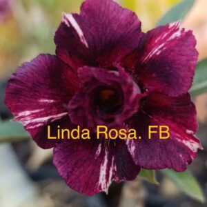 Rosa do Deserto Linda Rosa. FB
