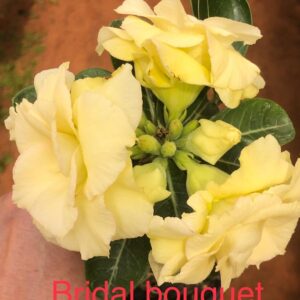Rosa do Deserto Bridal Bouquet