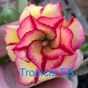 Rosa do Deserto Tropical FB