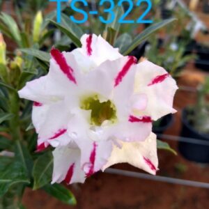 Rosa do Deserto TS-322