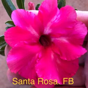 Rosa do Deserto Santa Rosa. FB