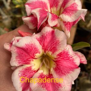 Rosa do Deserto Chapadense