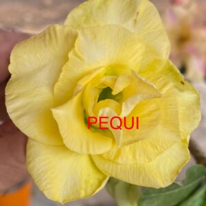 Rosa do Deserto Pequi