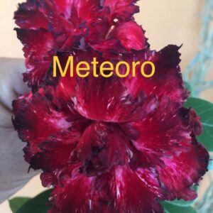 Rosa do Deserto Meteoro