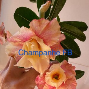 Rosa do Deserto Champanhe FB