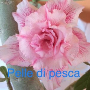 Rosa do Deserto Pelle di Pesca