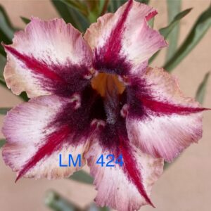Rosa do Deserto LM 424
