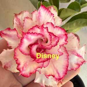 Rosa do Deserto Disney