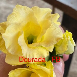 Rosa do Deserto Dourada FB