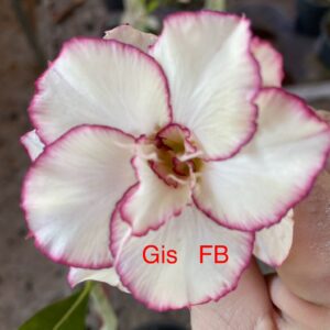 Rosa do Deserto Gis FB