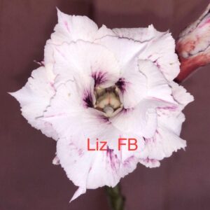 Rosa do Deserto Liz FB
