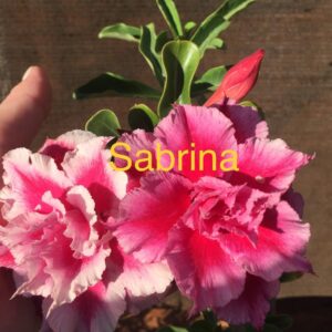 Rosa do Deserto Sabrina