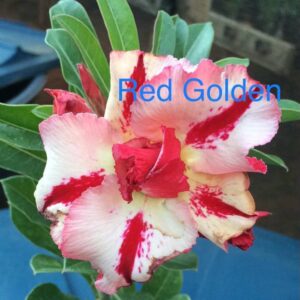 Rosa do Deserto Red Golden