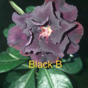 Rosa do Deserto Black B