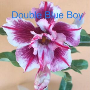 Rosa do Deserto Double Blue Boy