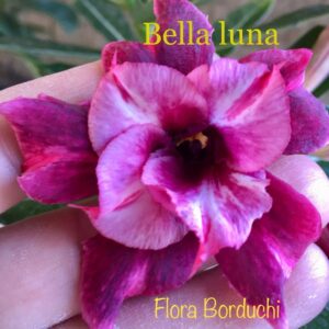 Rosa do Deserto Bella Luna Flora Borduchi