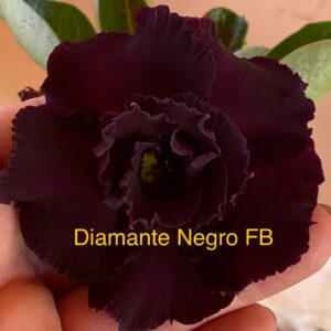 Rosa do Deserto Diamente Negro FB