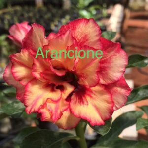 Rosa do Deserto Arancione