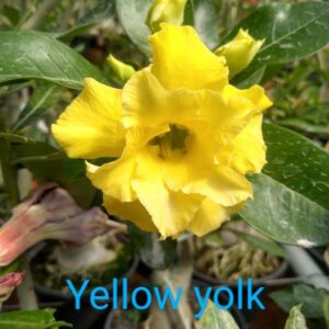 Rosa do Deserto Yellow Yolk