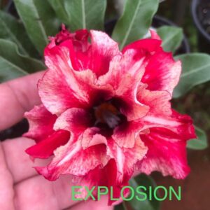 Rosa do Deserto Explosion