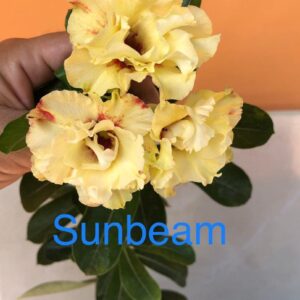 Rosa do Deserto Sunbeam