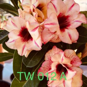 Rosa do Deserto TW 012 A