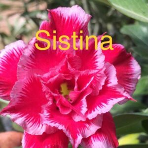 Rosa do Deserto Sistina