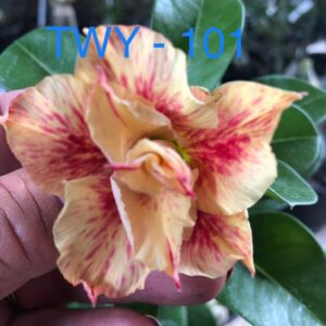 Rosa do Deserto TWY - 101