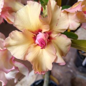 Rosa do Deserto Reddish Yellow