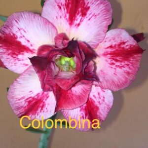 Rosa do Deserto Colombina