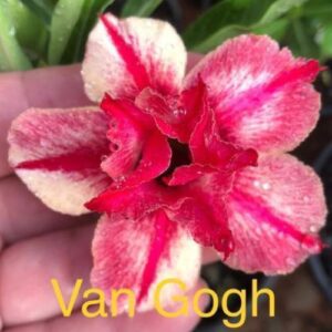 Rosa do Deserto Van Gogh