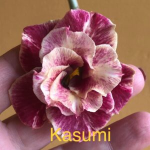Rosa do Deserto Kasumi