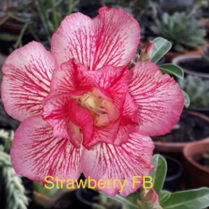 Rosa do Deserto Strawberry FB