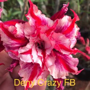 Rosa do Deserto Deny Crazy FB