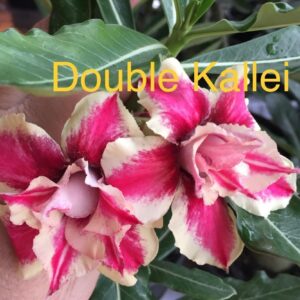 Rosa do Deserto Double Kallei
