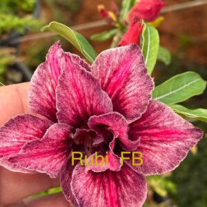 Rosa do Deserto Rubi FB