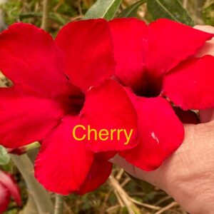 Rosa do Deserto Cherry