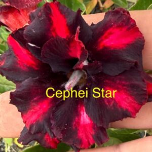 Rosa do Deserto Cephei Star