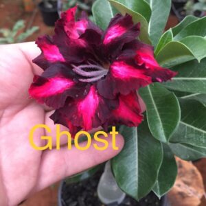 Rosa do Deserto Ghost