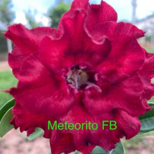 Rosa do Deserto Meteorito FB