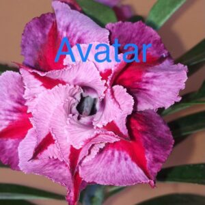 Rosa do Deserto Avatar
