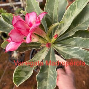 Rosa do Deserto Variegata Madrepérola