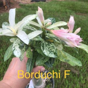 Rosa do Deserto Borduchi F