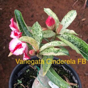 Rosa do Deserto Variegata Cinderela FB