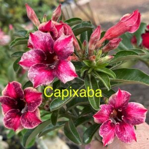 Rosa do Deserto Capixaba