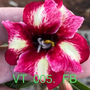 Rosa do Deserto VT 005. FB