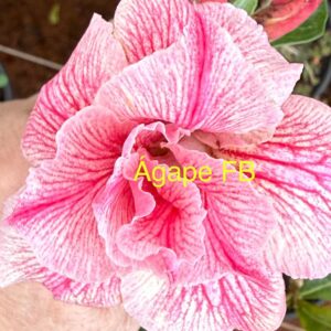 Rosa do Deserto Ágape FB